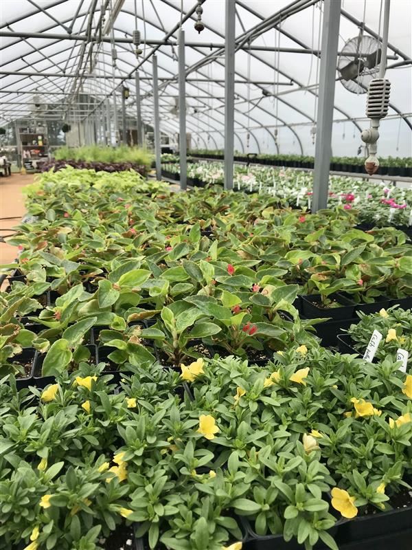 JCHS Greenhouse